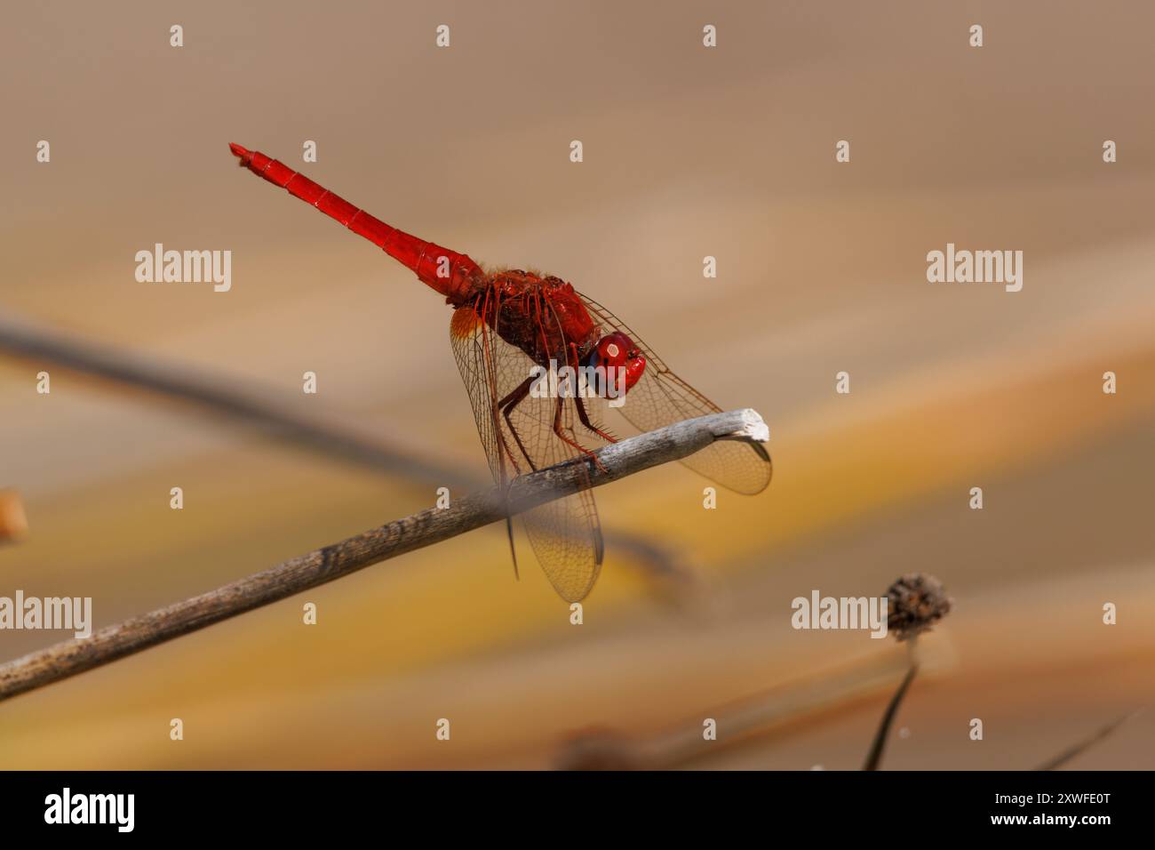 Dragonfly scarlatta (Crocothemis erythraea) arroccata con splendido bokeh sullo sfondo, Bocairent, Spagna Foto Stock