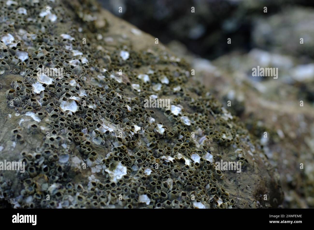 Questa immagine cattura un dettaglio ravvicinato di barnacche aggrappate a una superficie rocciosa, mostrando le intricate texture e i motivi della vita marina. La m Foto Stock