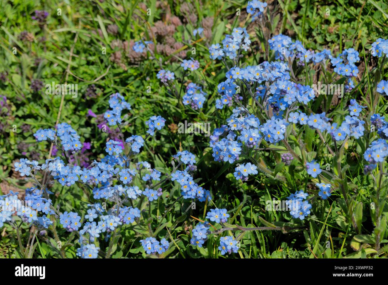 Forget-me-nots (Myosotis) fiori selvatici che crescono lungo il sentiero delle vette dei Balcani, Valbona, Montenegro Foto Stock