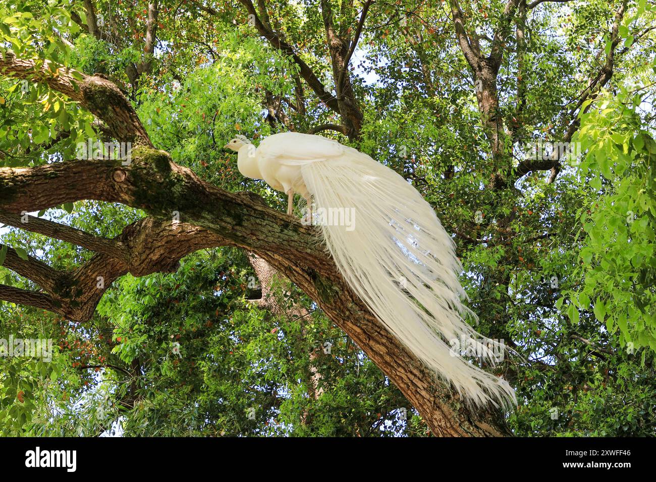 Un pavone bianco o gallina arroccato su un albero nel giardino dell'Isola bella, una delle isole Borromee del Lago maggiore, nell'Italia settentrionale Foto Stock