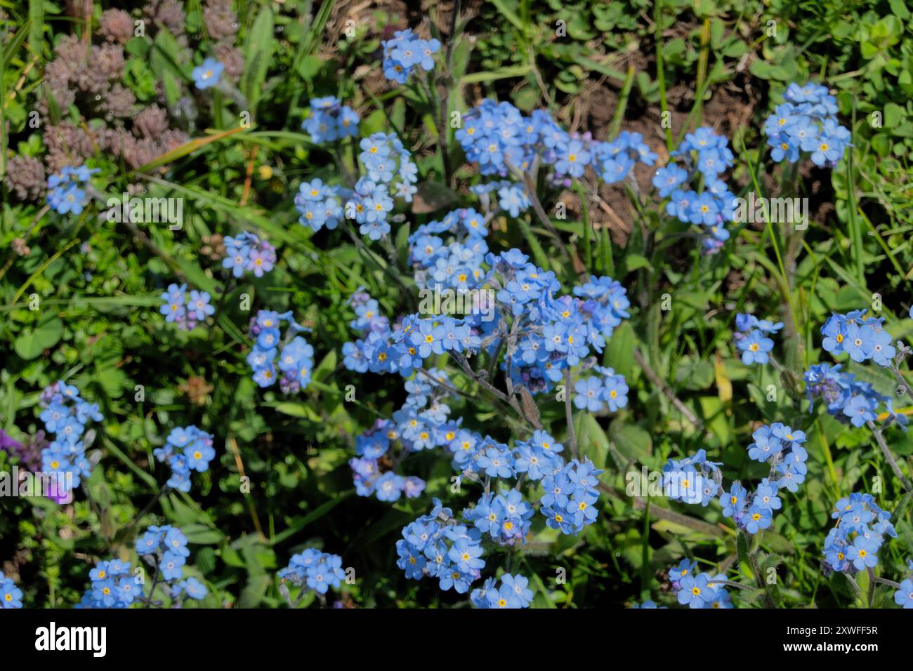 Forget-me-nots (Myosotis) fiori selvatici che crescono lungo il sentiero delle vette dei Balcani, Valbona, Montenegro Foto Stock