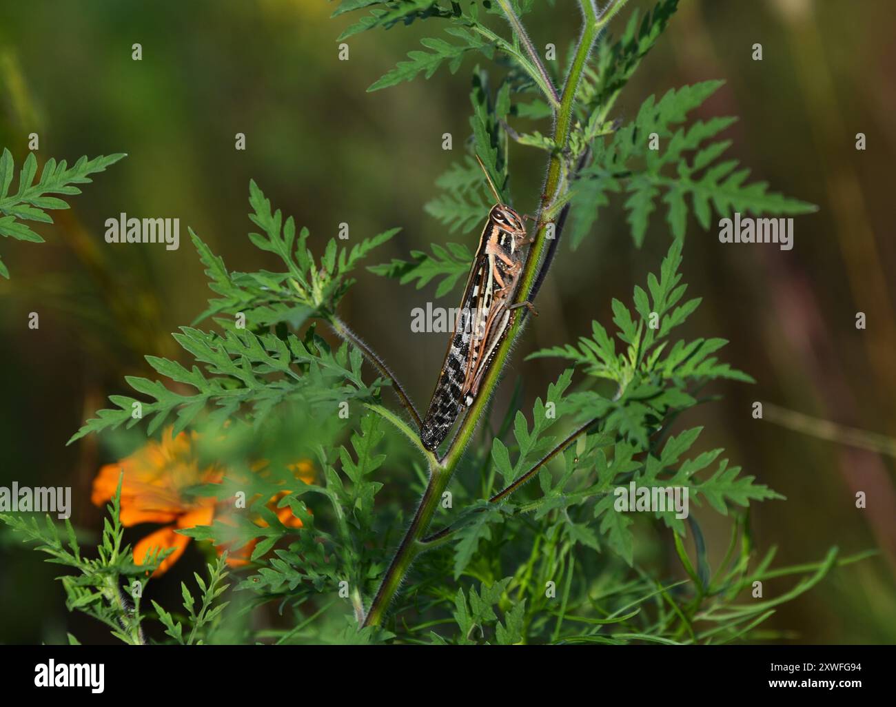Invasione della locusta americana degli uccelli. Foto Stock