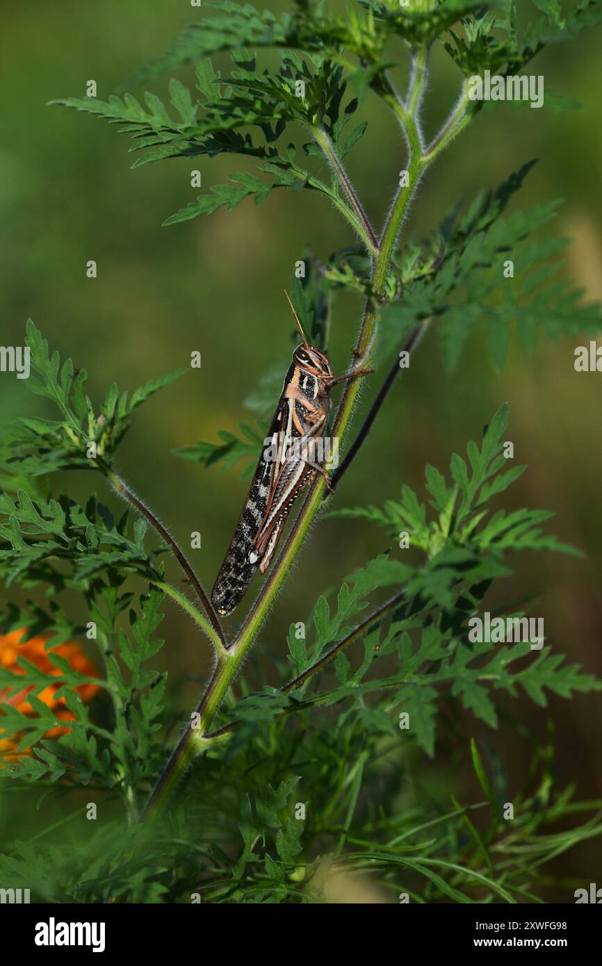 Invasione della locusta americana degli uccelli. Foto Stock