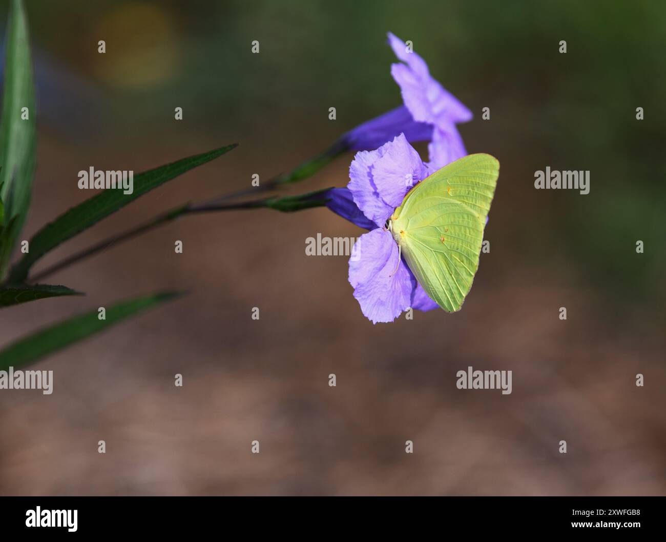 Una farfalla zolfo raccoglie il nettare da un fiore di campo viola. Foto Stock