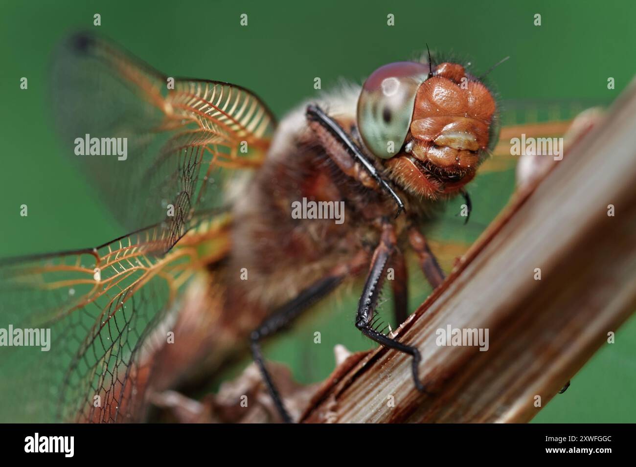 Macro, dettaglio ravvicinato di Un giovane uomo scarso Chaser Dragonfly, Libellula fulva poggiata su Un Twig che mostra viso, testa e Compound Eye, Regno Unito Foto Stock