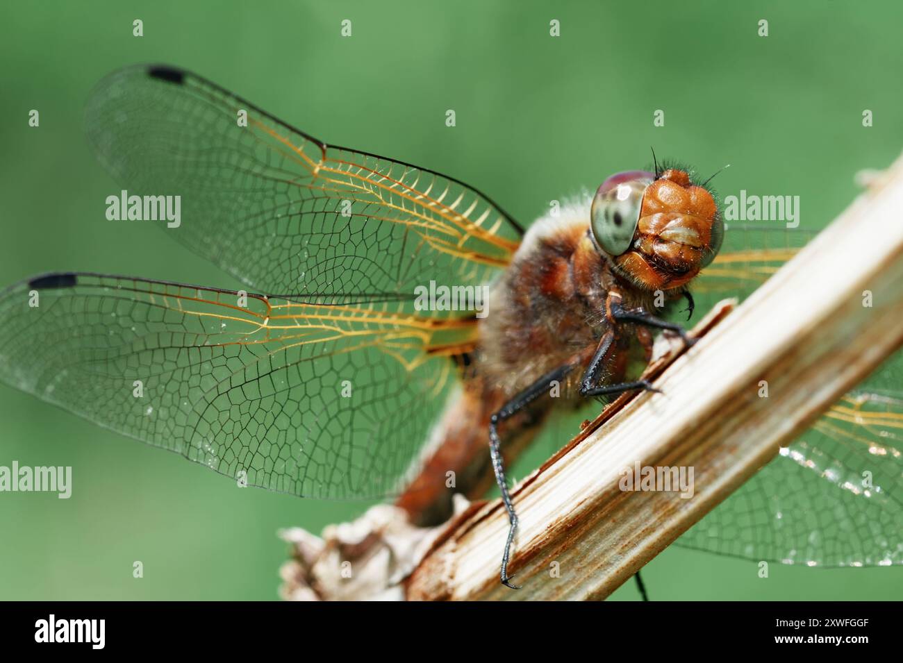 Macro, dettaglio ravvicinato di Un giovane uomo scarso Chaser Dragonfly, Libellula fulva poggiata su Un Twig che mostra viso, testa e Compound Eye, Regno Unito Foto Stock