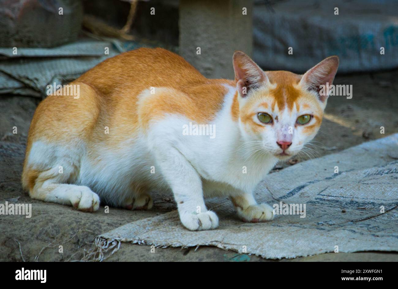 Un gatto siede a terra nel cortile di una casa di villaggio e del Bangladesh. Foto Stock
