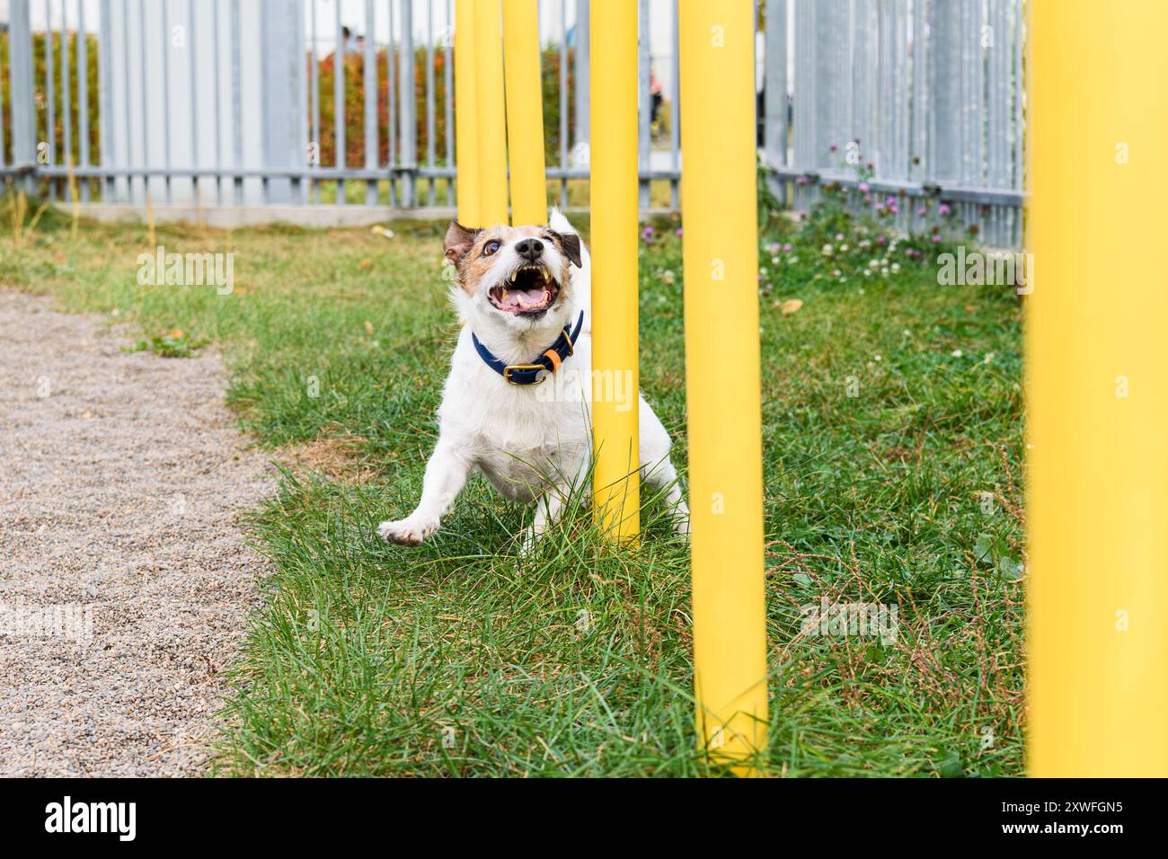 Slalom per l'allenamento dei cani che corre attraverso i bastoncini di tessitura nel parco giochi per animali domestici Foto Stock