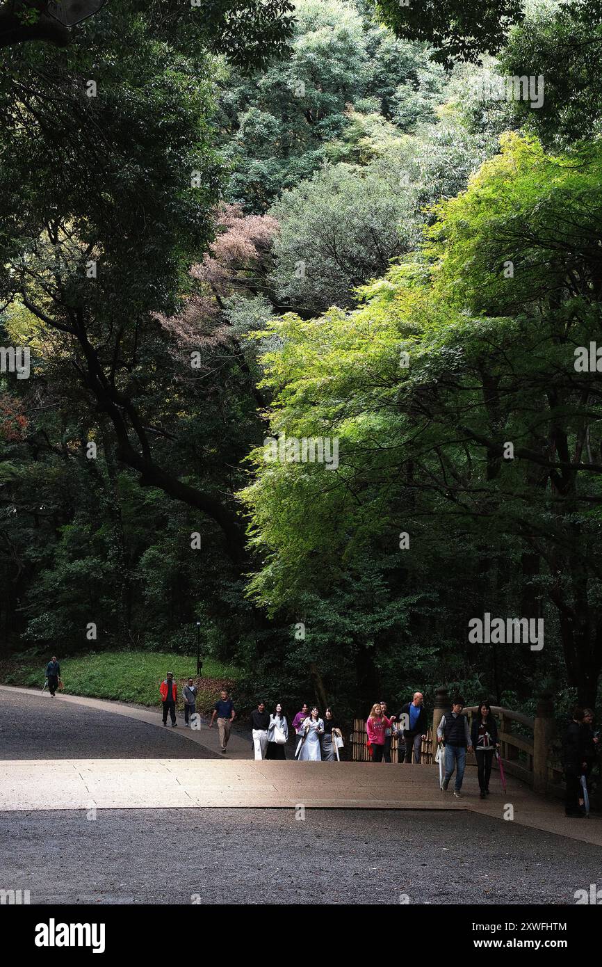 I colori autunnali si allineano al santuario Meji a Tokyo, Giappone. Foto Stock