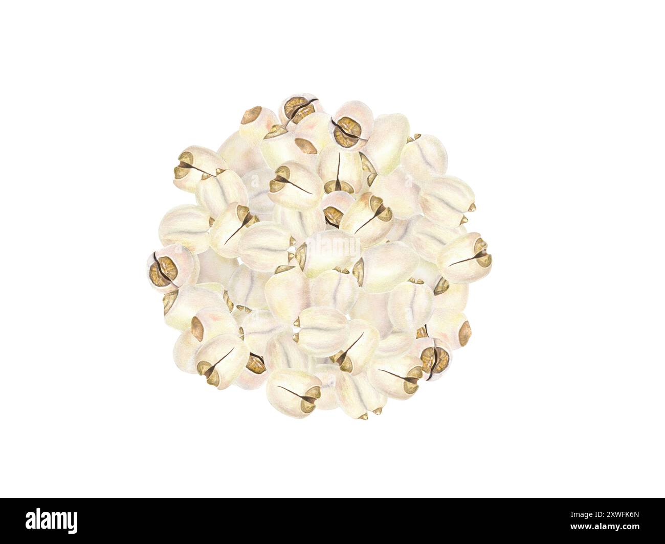 Clip art per illustrazioni ad acquerello cofanetto di semi di grutto con acqua pelata. Cibo gustoso con semi di popcorn al loto. Mucchio di noci bianche. Semi di fiori indiani appena raccolti Foto Stock