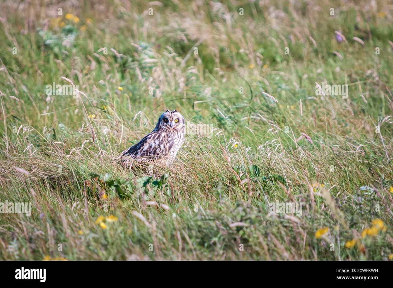 Un'immagine HDR estiva di un gufo dalle orecchie corte, Asio Flammeus, noto anche come Catty Face, a terra che fissa. Benbecula, Ebridi esterne, Scozia. 5 agosto 2024 Foto Stock