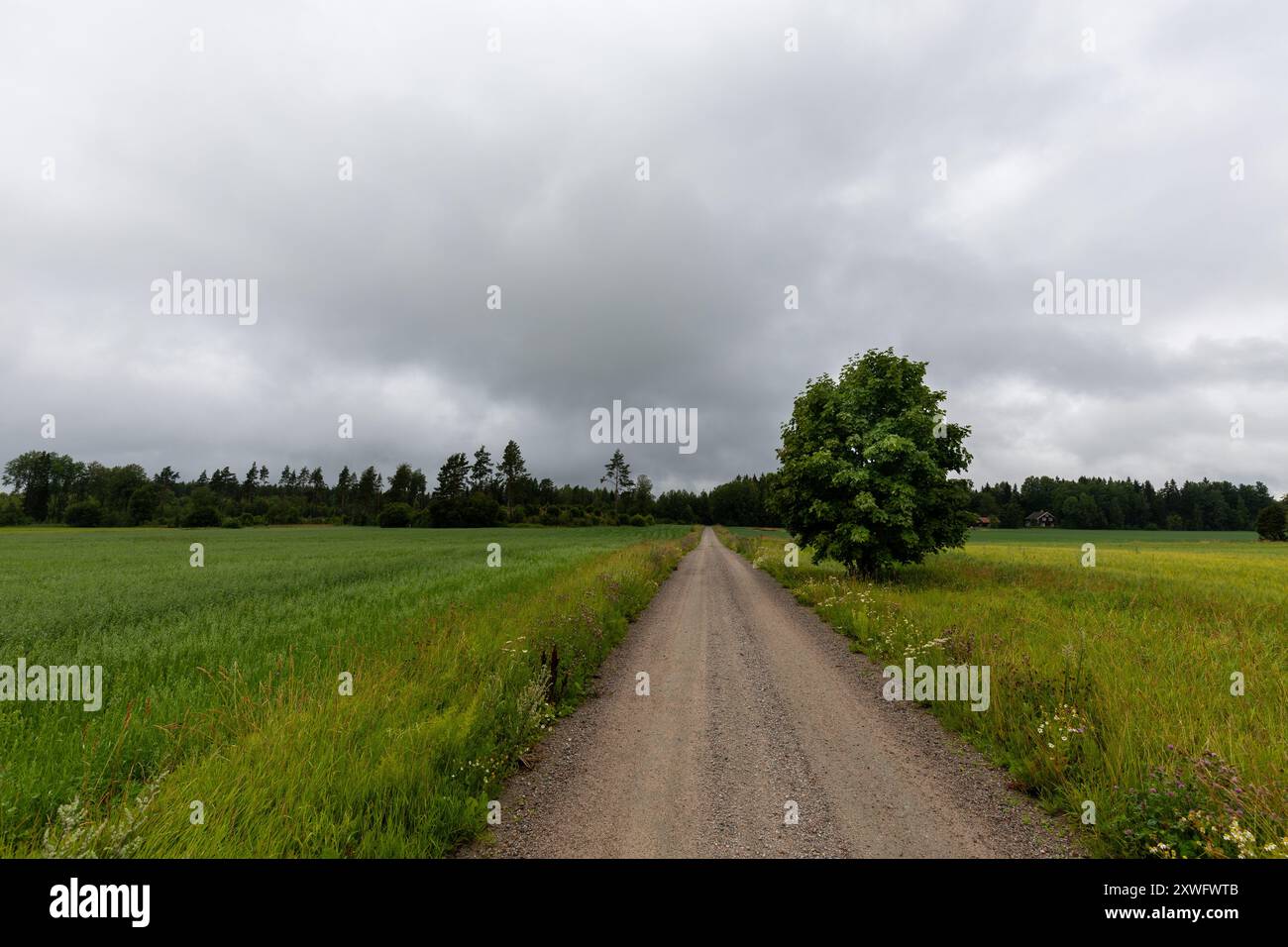 Lunga strada sterrata dritta che si estende in lontananza nelle campagne della Svezia, in Europa. Un singolo albero a lato della strada Foto Stock