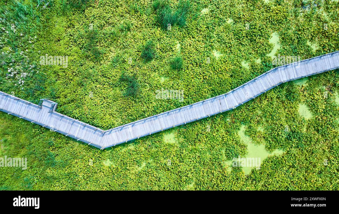 Veduta aerea dall'alto verso il basso del Boardwalk attraverso il lussureggiante ecosistema delle paludi Foto Stock