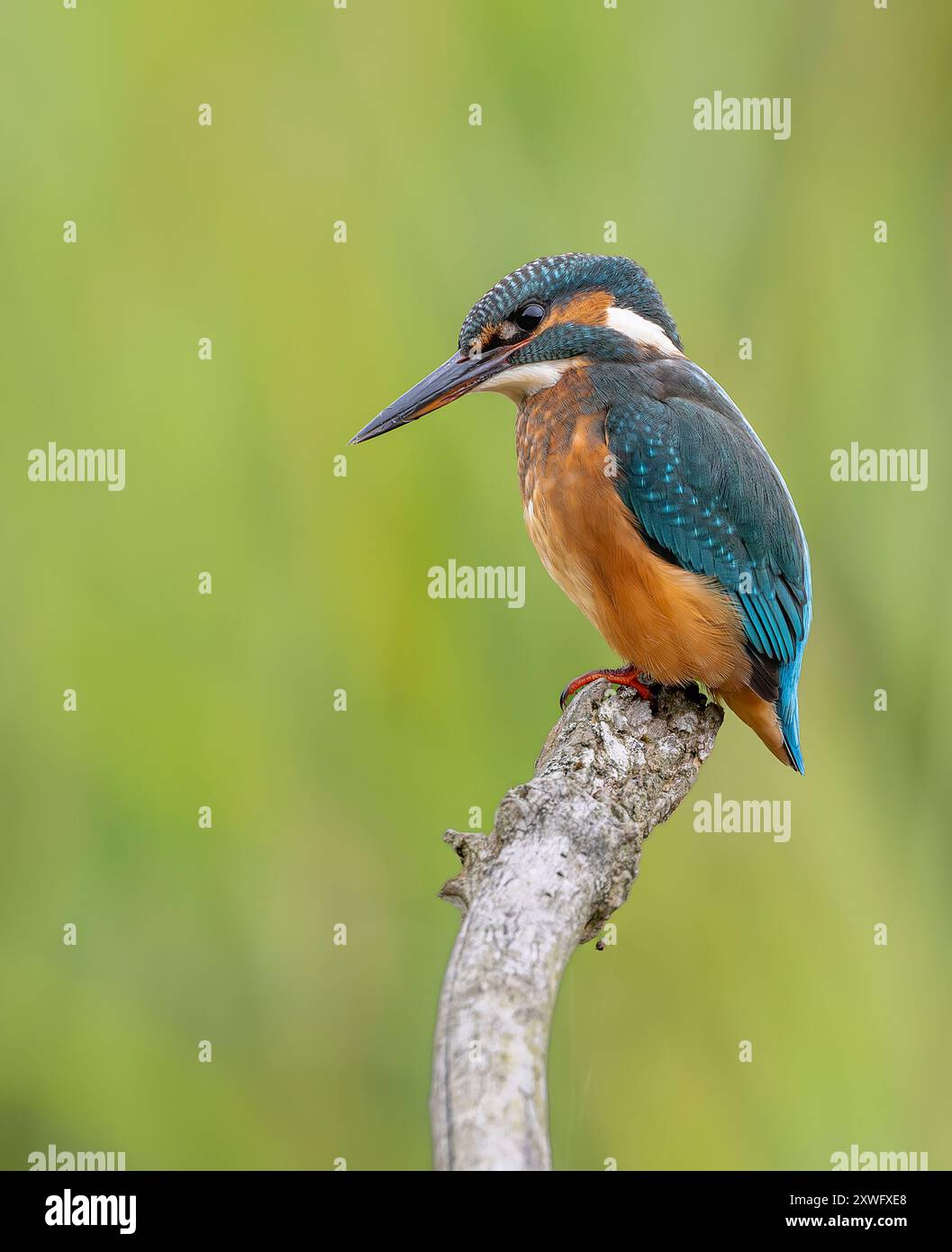 KingFisher Alcedo è arroccato su una diramazione che pesca in una riserva naturale del Norfolk settentrionale nel Regno Unito. Foto Stock