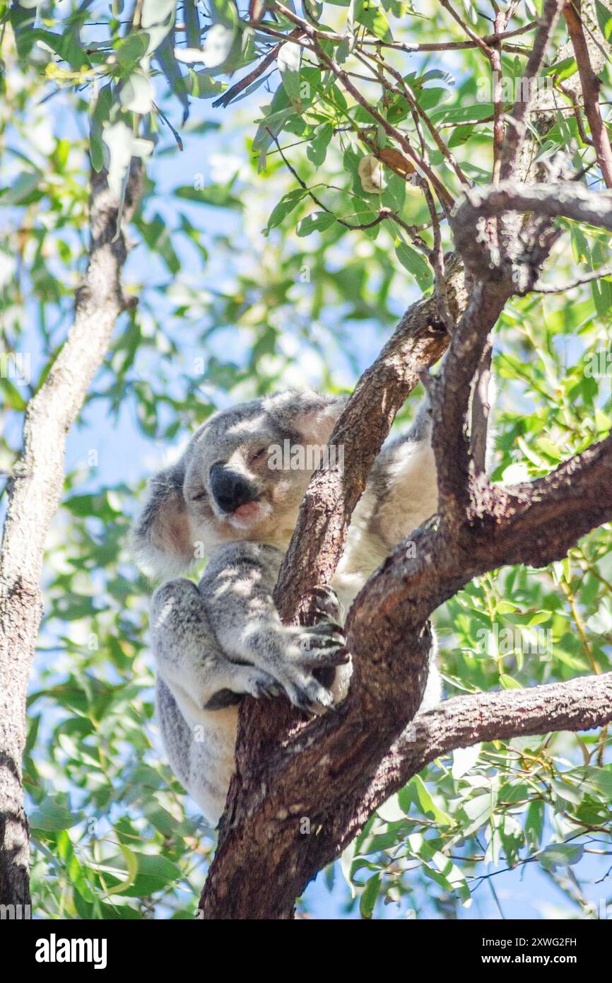 Grazioso koala che riposa sull'albero di eucalipto nel suo habitat naturale a Magnetic Island, Queensland, Australia. Foto Stock