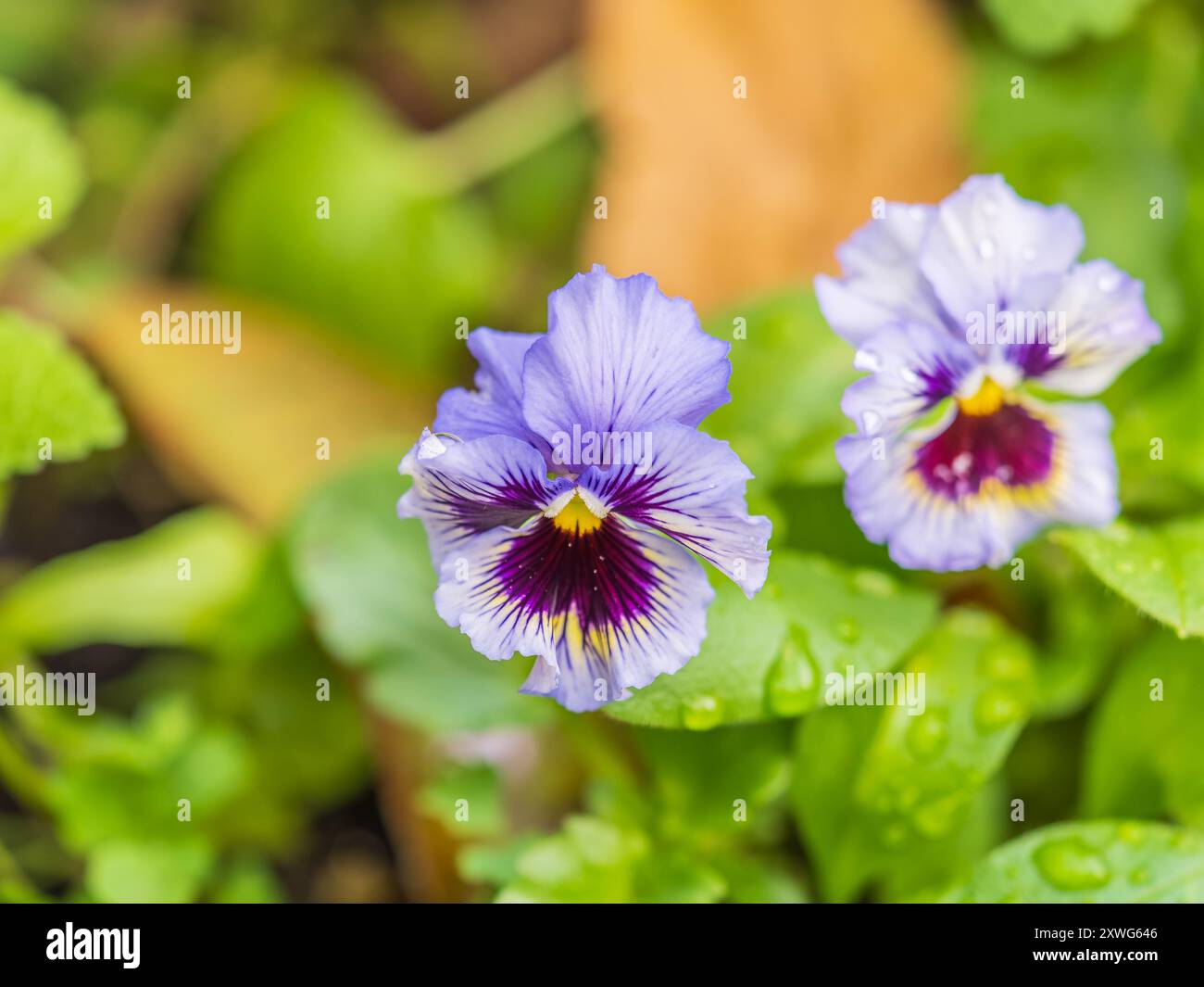 Heartsease o Viola tricolore, Johnny Jump Up, Yellow Pansy, Heart's Ease, Heart's Delight, solletico-mio-fantasia, Jack-jump-up-and-Kiss-me, vieni-e-coccola- Foto Stock