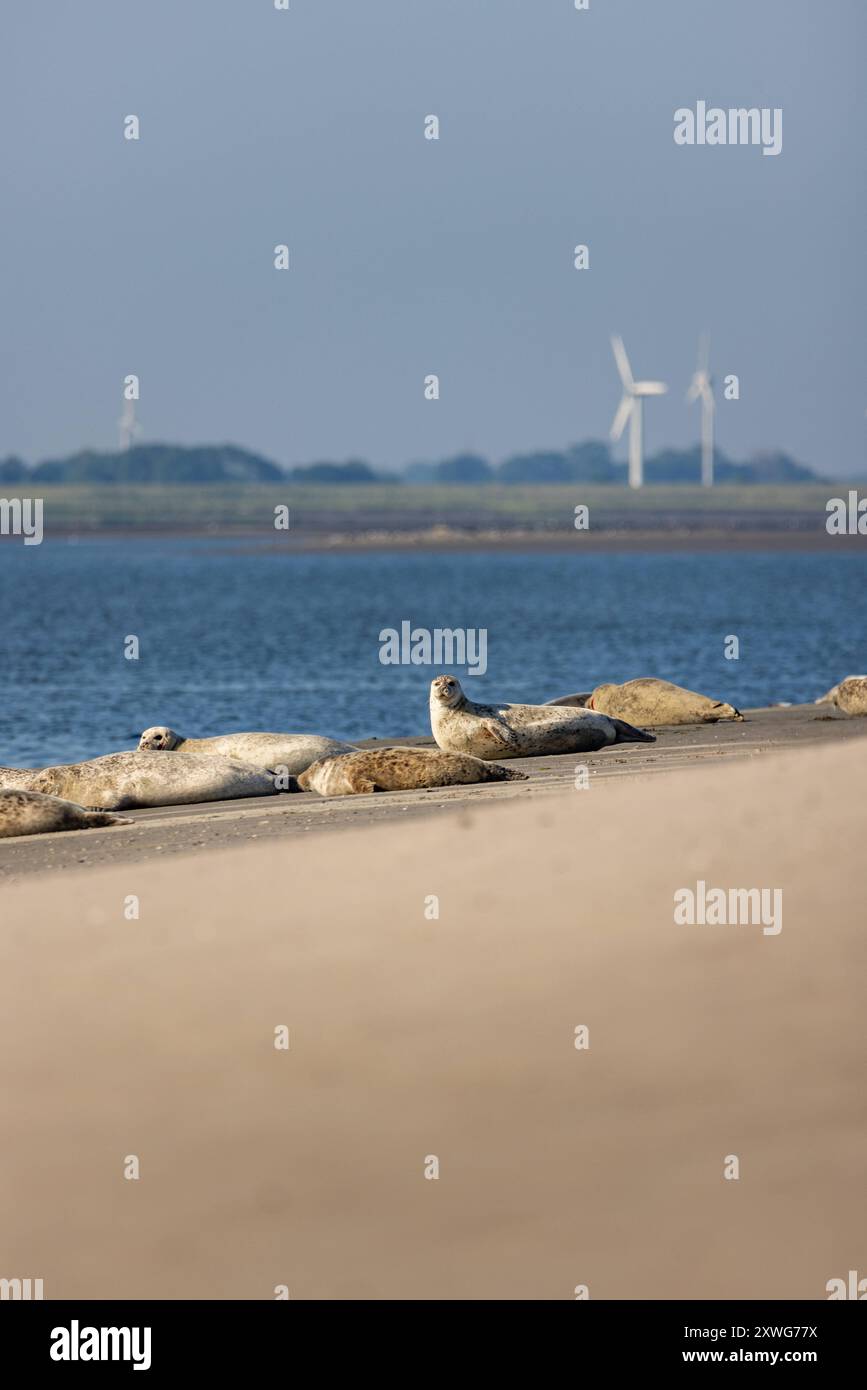 Norderney. 08 AGOSTO 2024. Seehunde am Ostende von Norderney. OSTFRIESLAND. Ostfriesische Inseln. *** Norderney 08 AUG 2024 foche all'estremità orientale di Norderney OSTFRIESLAND Isole Frisone Orientali Copyright: JanisMEYER/Priller&MAUG JMY2U0128X Foto Stock