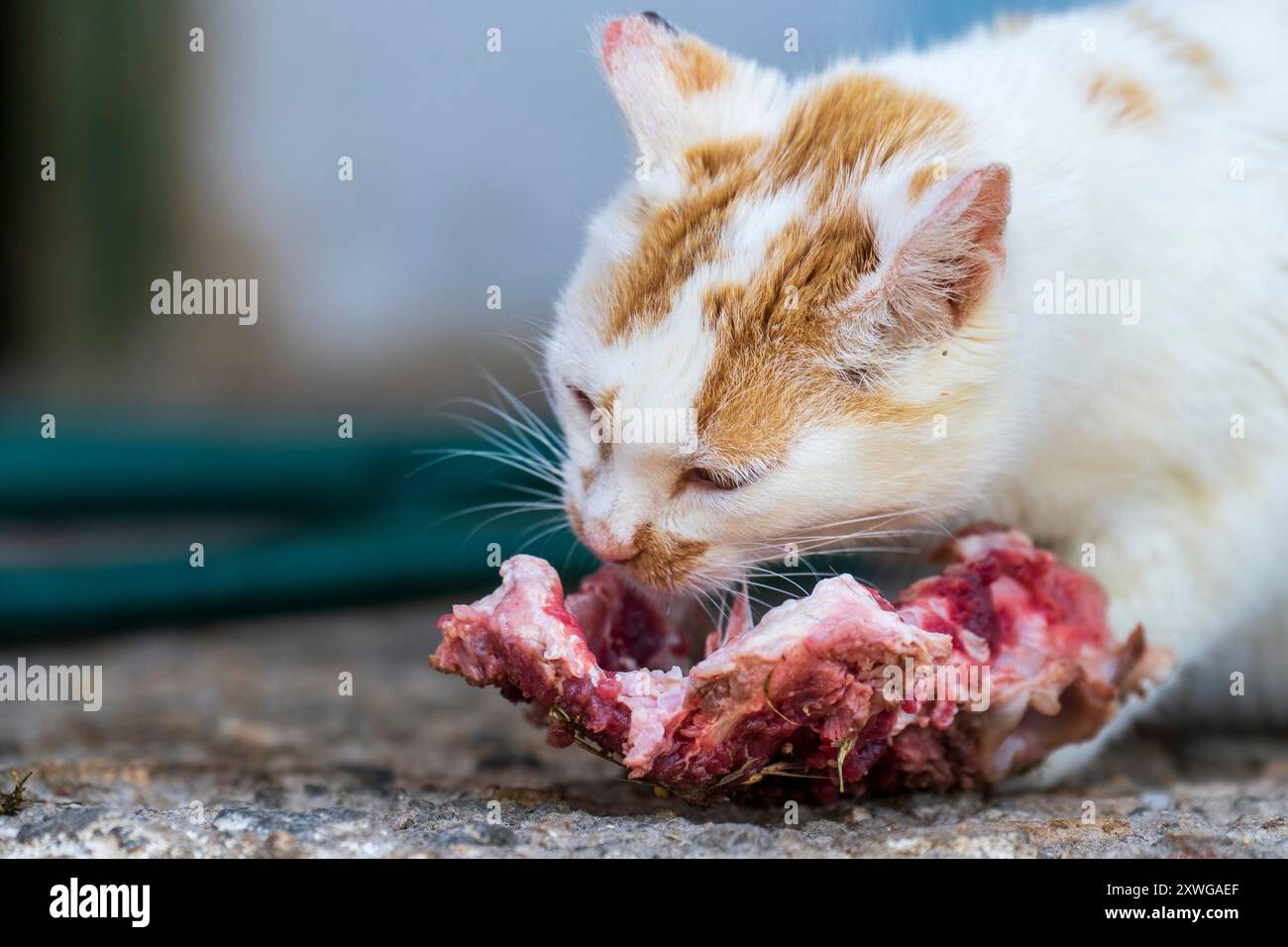 Libera la fame. Primo piano di un gatto bianco randagio che mangia carne cruda. Scavatore affamato. Foto Stock