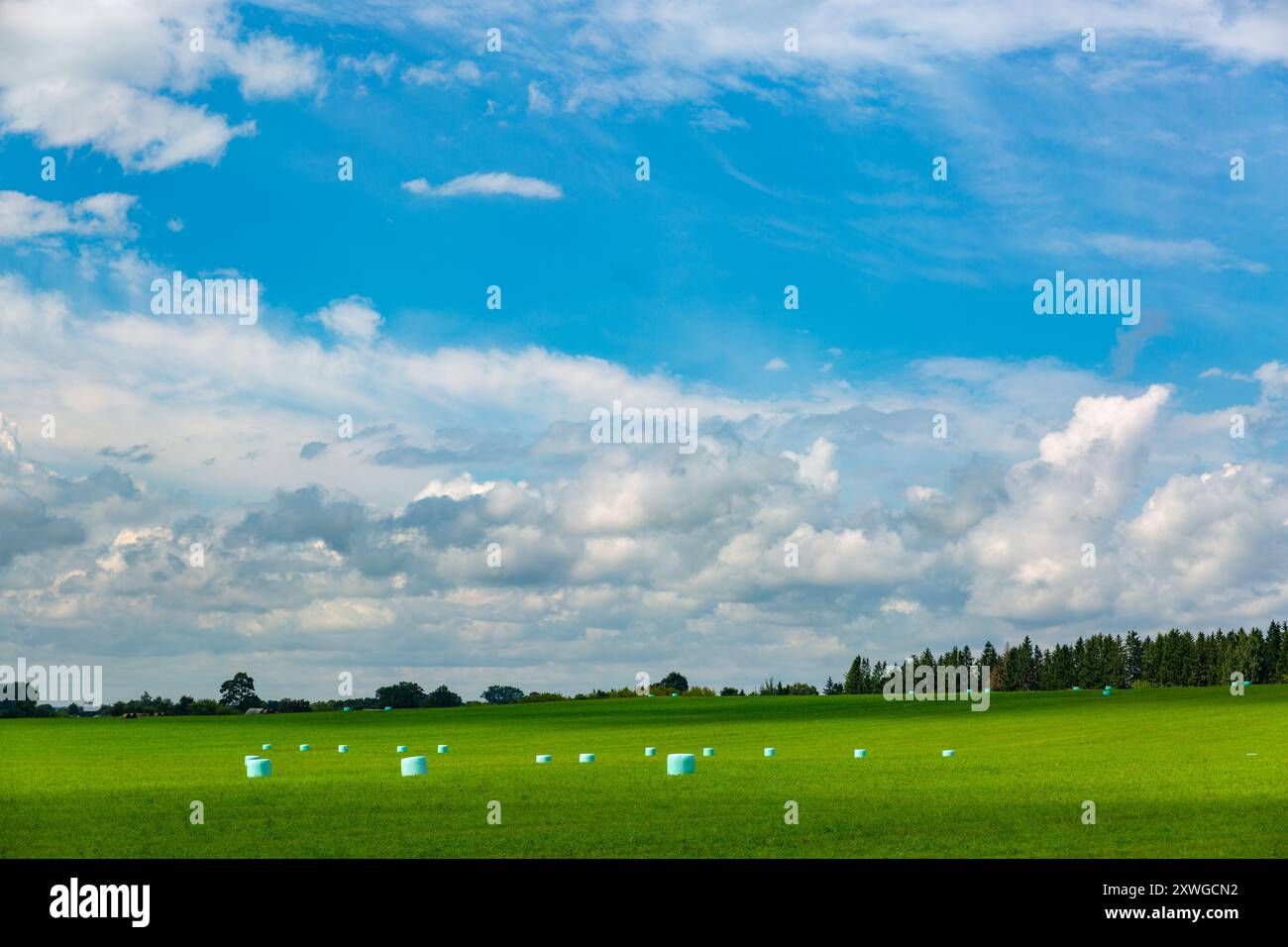 Campo agricolo bielorusso con balla di fieno avvolta in foglio di plastica verde su erba verde giallastro contro il cielo blu, alberi sullo sfondo, somme soleggiate Foto Stock