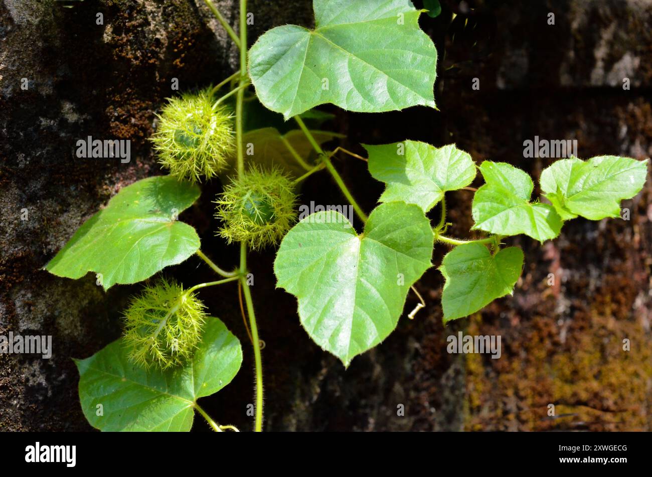 Bush Passion Fruit noto anche come puzzolente fiore di passione o maracuja selvatica Foto Stock