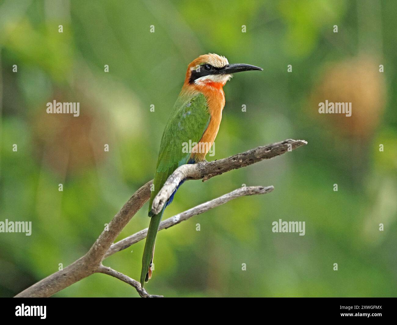 Mangia di api dalla facciata bianca (Merops bullockoides) con dettagliati insetti piumati di hawking dal persico sul ramo del Nyerere National Park, Tanzania, Africa Foto Stock