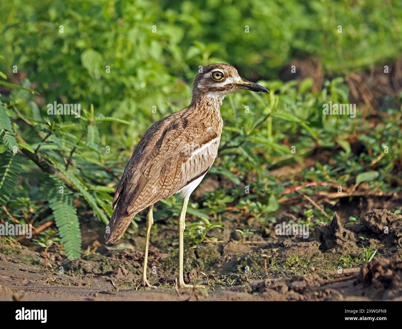 Ginocchio spesso (Burhinus vermiculatus), o dikkop d'acqua con strisciamento di piume criptico sulle rive erbose del lago Manze, Parco Nazionale di Nyerere, Tanzania Foto Stock
