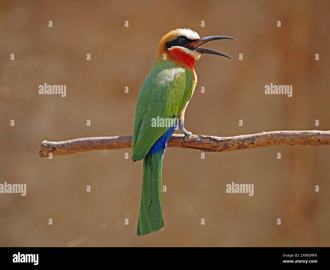 Manzo di api con la fronte bianca (Merops bullockoides) che medita con insetti hawking a becco aperto dal persico sul ramo del Nyerere National Park, Tanzania, Africa Foto Stock