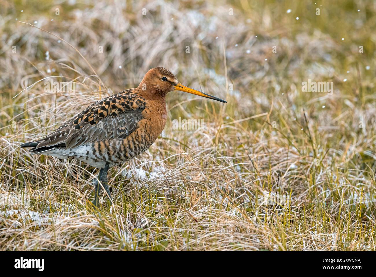 Dea islandese dalla coda nera (Limosa limosa islandica, Limosa islandica), adulta nell'habitat riproduttivo della tundra, Islanda, Austurland Foto Stock