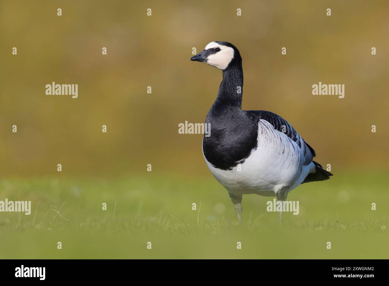 barnacle Goose (Branta leucopsis), adulto in habitat riproduttivo, Islanda, Austurland Foto Stock