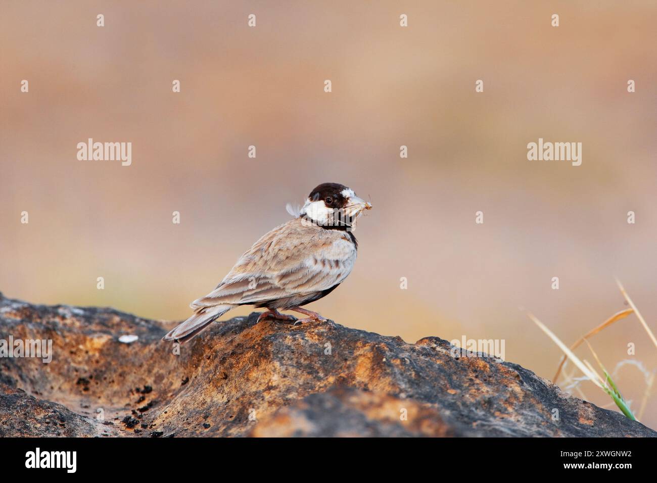 Larice di passero con corona nera (Eremopterix nigriceps), maschio seduto su una roccia con preda in becco, Oman, discarica Raysut, Salalah Foto Stock
