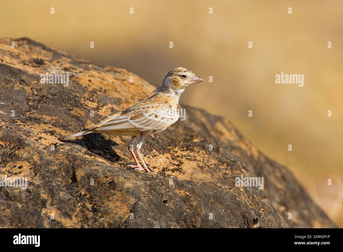 Larice di passero con corona nera (Eremopterix nigriceps), donna seduta su una roccia, Oman, discarica Raysut, Salalah Foto Stock