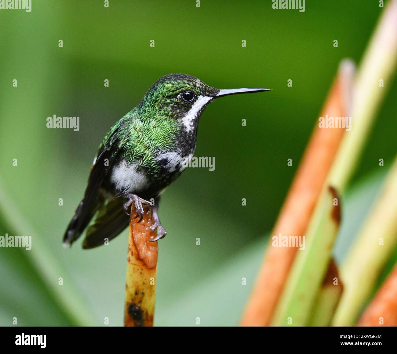 Coda verde (Popelairia conversii, Discosura conversii), seduta su una diramazione, Ecuador, Ande, riserva Mashpi Foto Stock