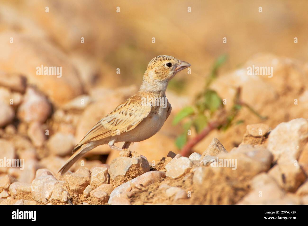 Larice di passero con corona nera (Eremopterix nigriceps), donna seduta a terra, Oman, discarica Raysut, Salalah Foto Stock
