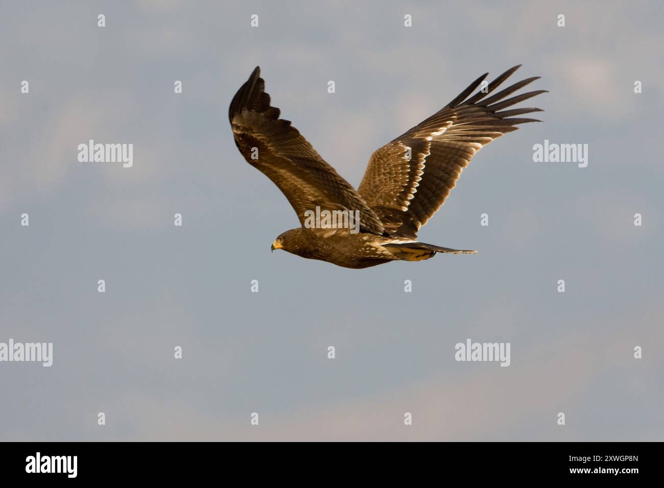 Aquila maculata minore (Aquila pomarina, Clanga pomarina), giovanile in volo, Oman, discarica Raysut, Salalah Foto Stock