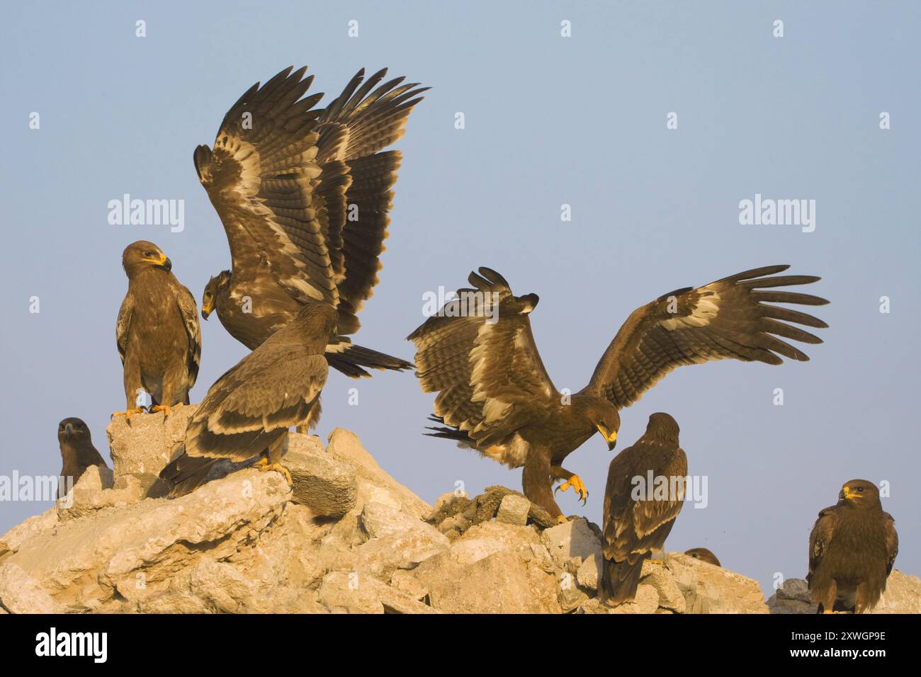 Aquila di steppa (Aquila nipalensis, Aquila rapax nipalensis), gruppo su una roccia, Oman, discarica di Raysut, Salalah Foto Stock