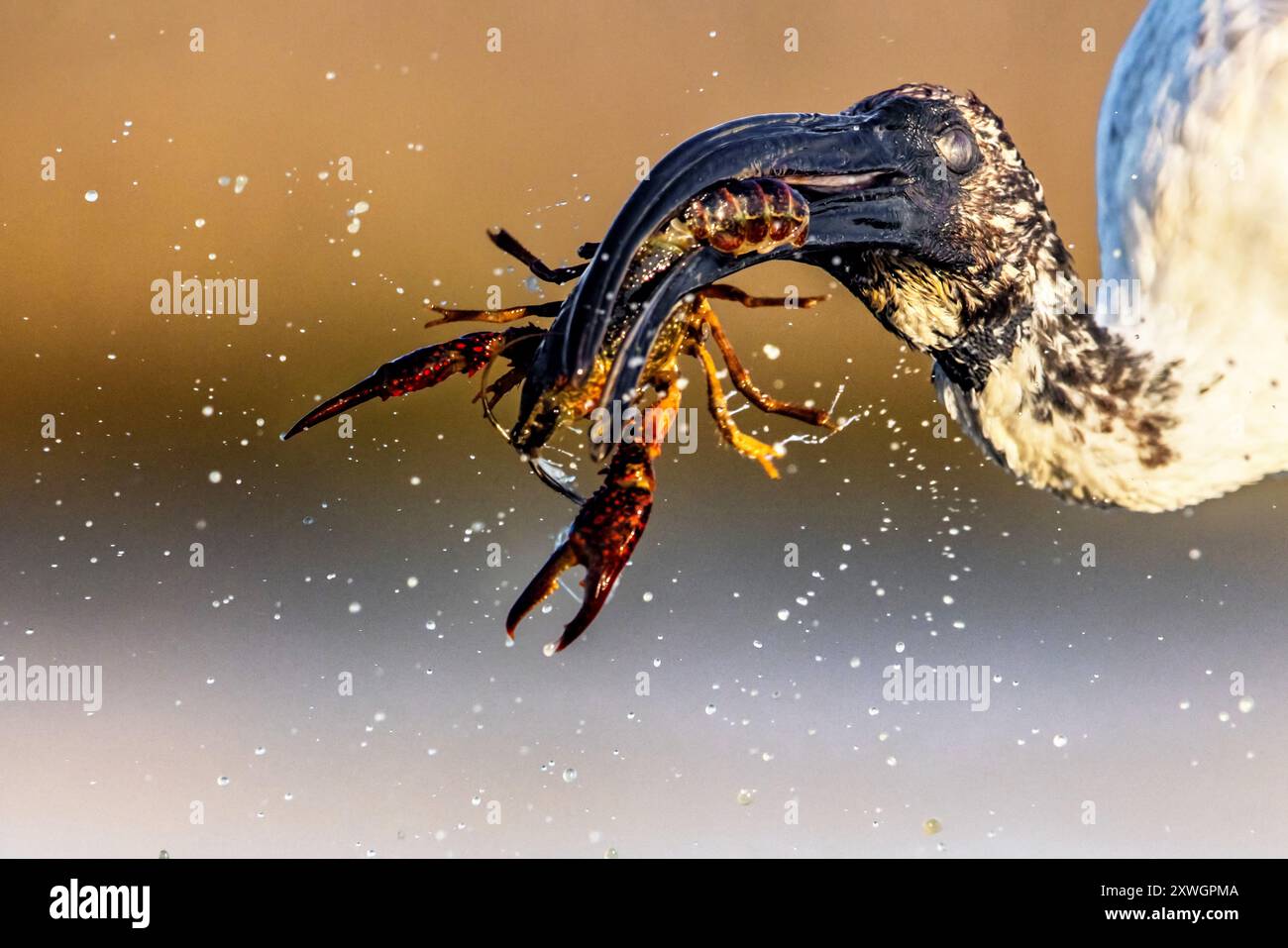 Ibis sacro africano (Threskiornis aethiopicus), con gamberi catturati sul conto, ritratto, Italia, Toscana Foto Stock