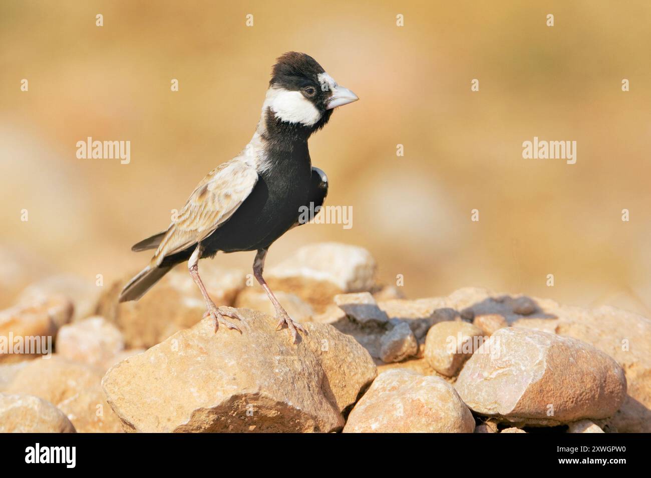 Larice di passero con corona nera (Eremopterix nigriceps), uomo seduto a terra, Oman, discarica Raysut, Salalah Foto Stock