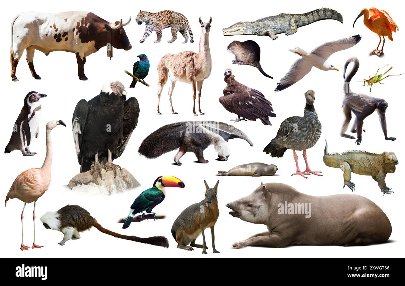 La Fauna del Sud America impostato Foto Stock