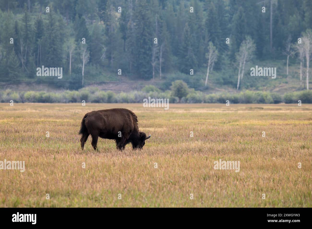 Un bisonte solitario nel Grand Teton National Park Foto Stock