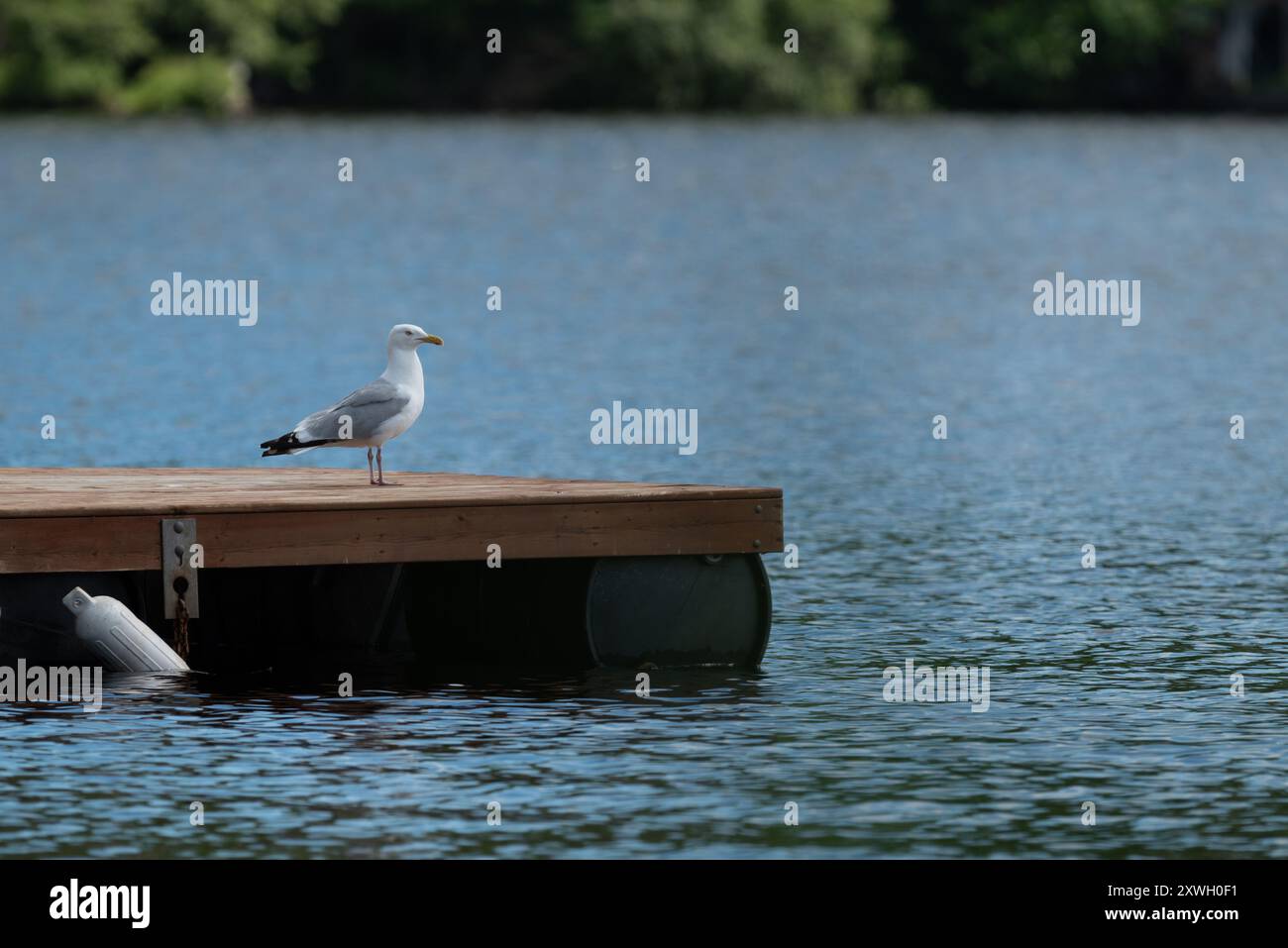 Gull arroccato su un ponte di legno di fronte a un lago Foto Stock