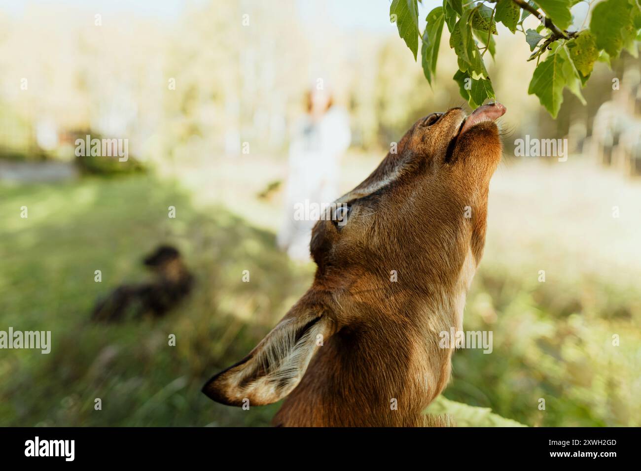 La capra da latte nubiana mangia foglie di albero, pascola in un ambiente ecologicamente pulito. Ambiente rustico, completo di vegetazione lussureggiante e libertà, punti salienti Foto Stock