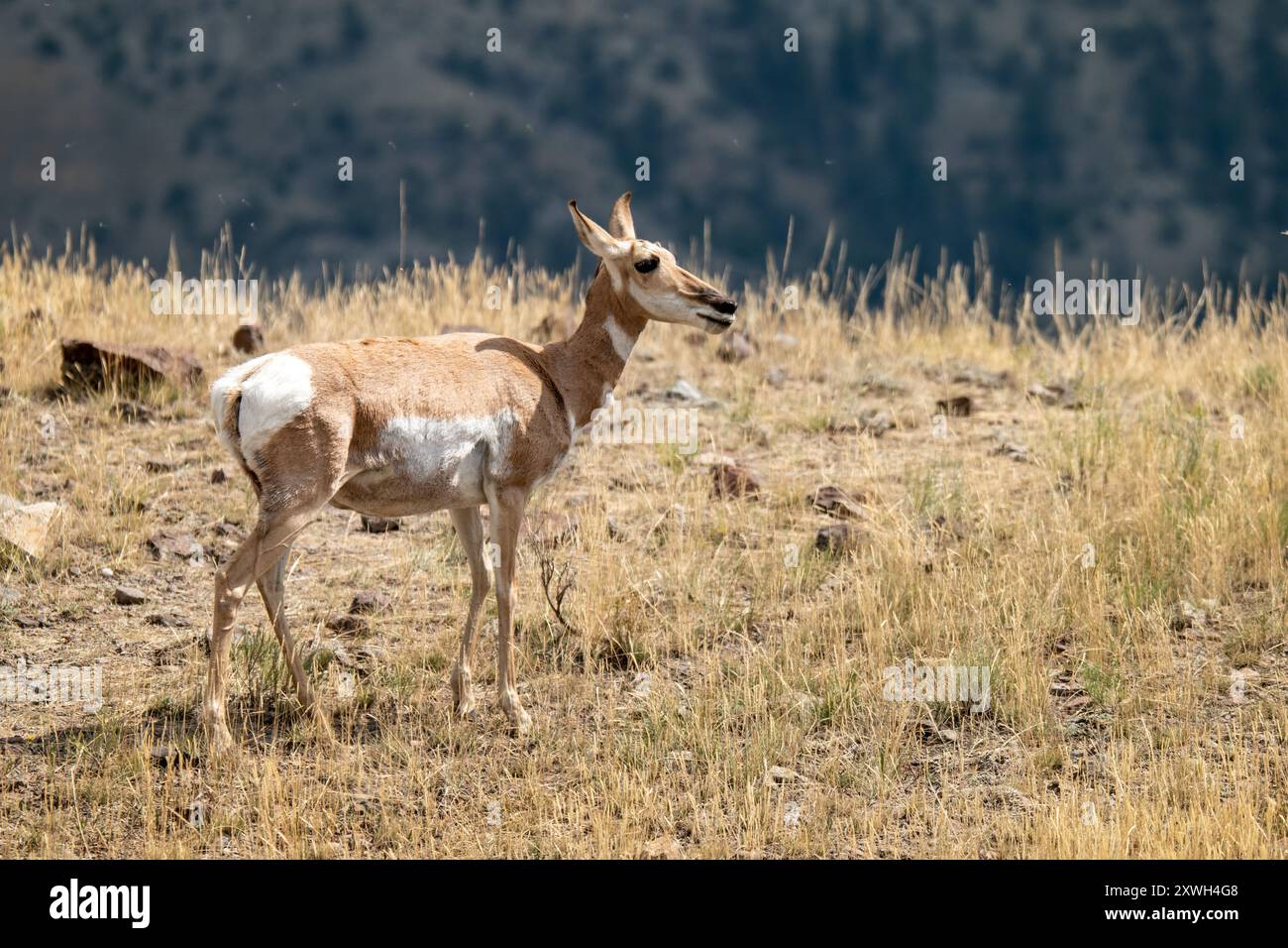 Pronghorn femminile nel parco nazionale di Yellowstone Foto Stock
