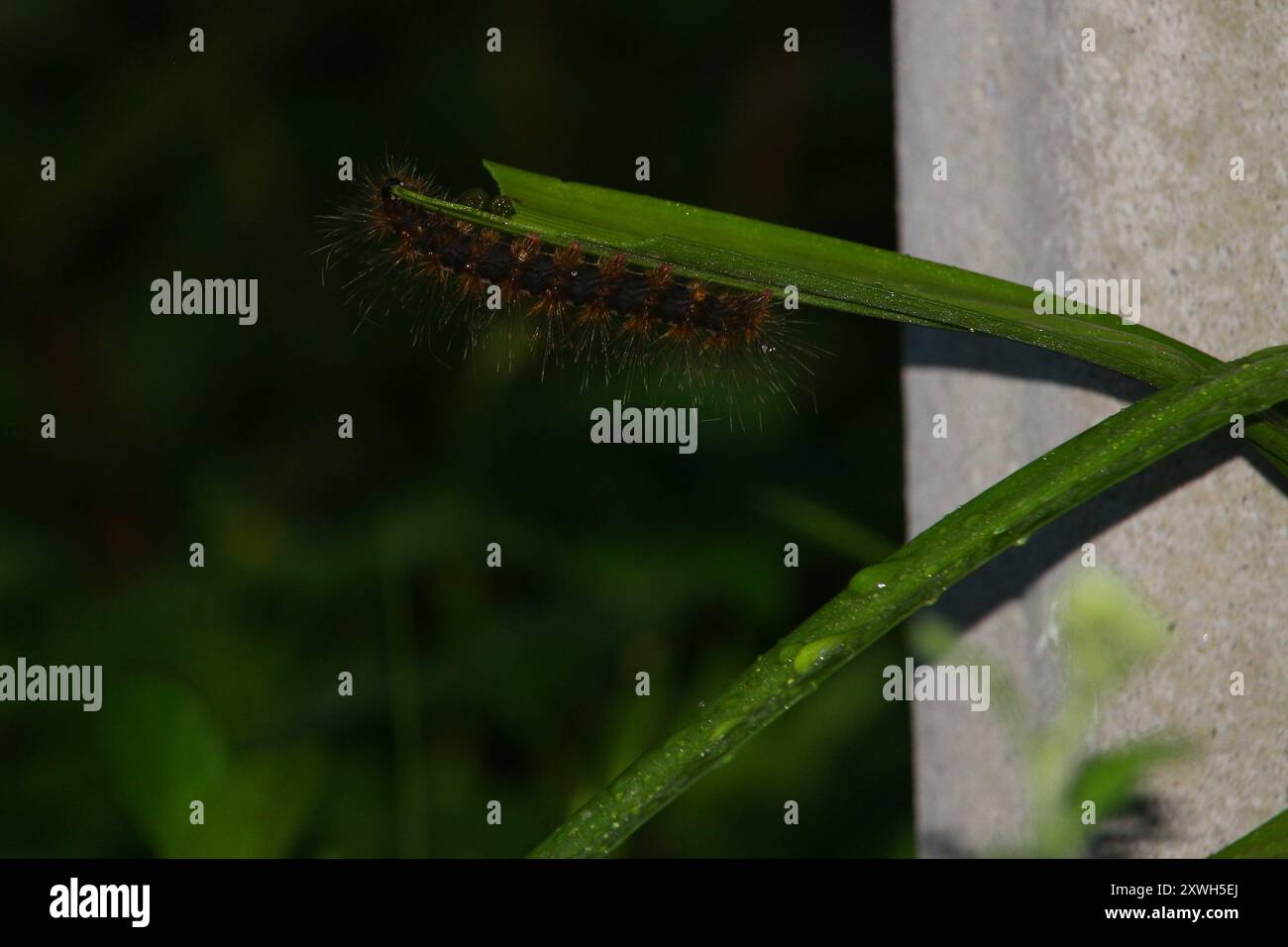Caterpillar. I caterpillari sono il palco larvale dei membri dell'ordine Lepidotteri. Come per i nomi più comuni, l'applicazione della parola è arbitrar Foto Stock