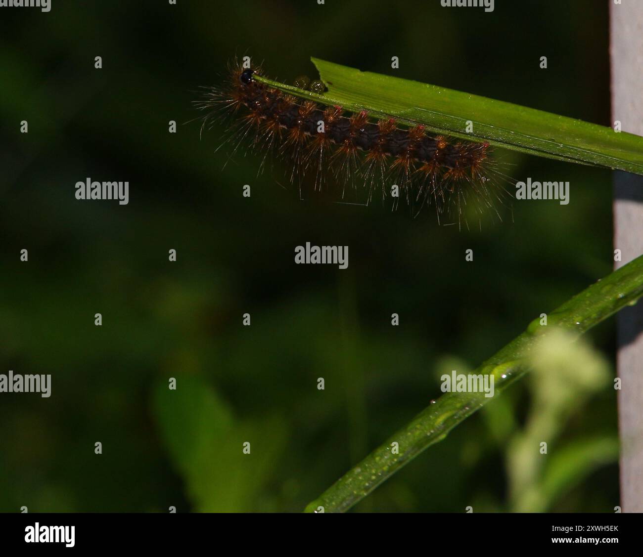 Caterpillar. I caterpillari sono il palco larvale dei membri dell'ordine Lepidotteri. Come per i nomi più comuni, l'applicazione della parola è arbitrar Foto Stock