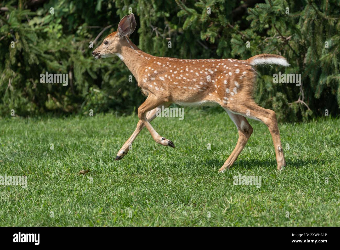 Cervi dalla coda bianca che corrono su prati erbosi. Foto Stock