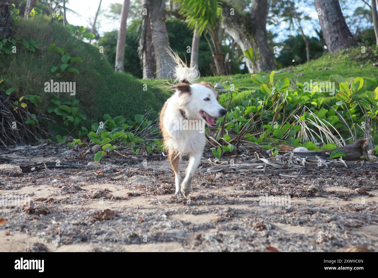 Cane a tre zampe, felice, che corre Foto Stock