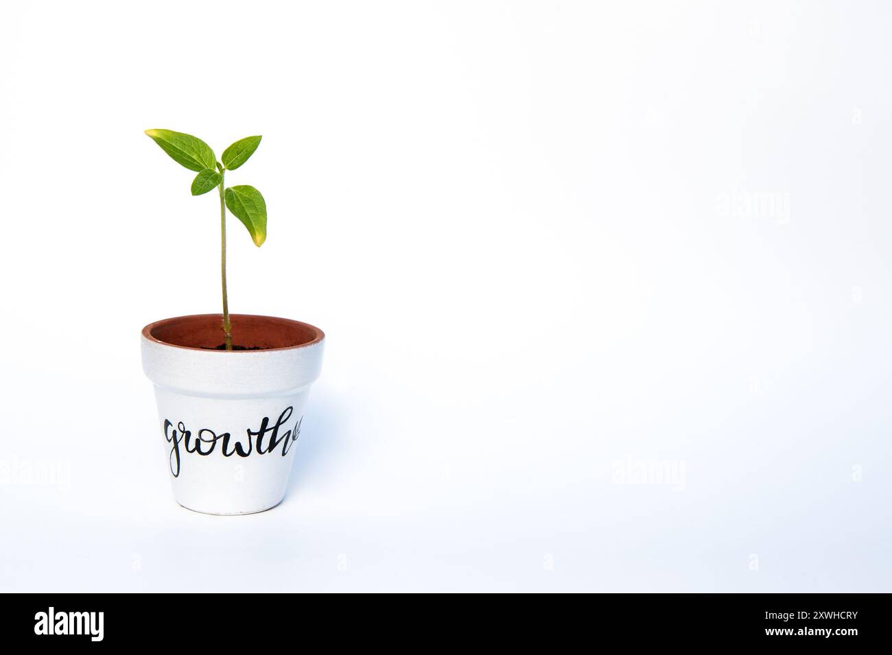 Piantine di piante verdi in una pentola bianca che recita "crescita" su sfondo bianco. Foto Stock