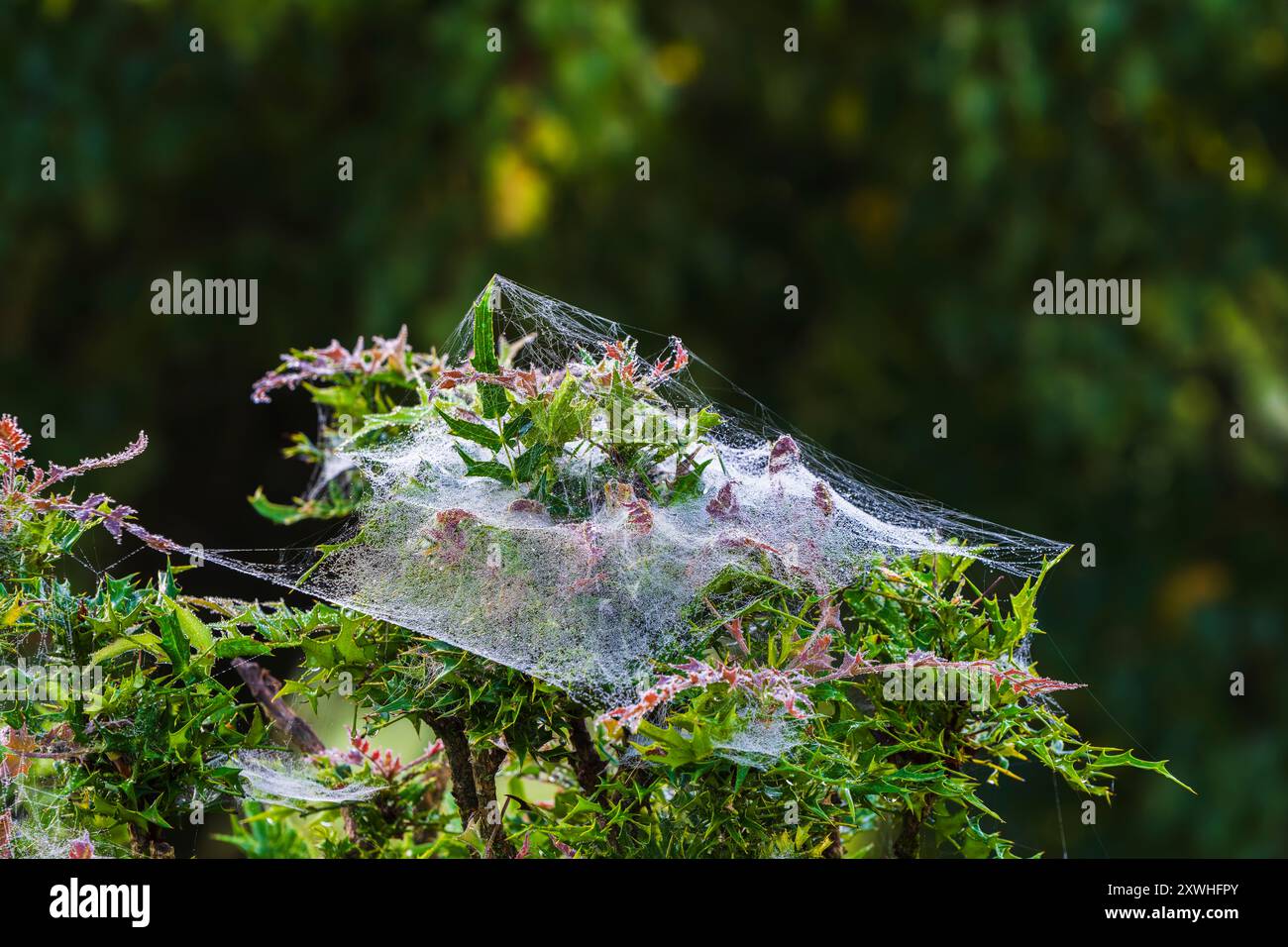 Ragnatela sull'albero di mattina Foto Stock