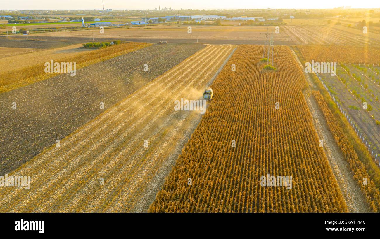 La vista superiore della mietitrebbiatrice agricola taglia e raccoglie mais maturo nei campi agricoli, nei campi di mais. Il trattore con due rimorchi è pronto per il trasporto Foto Stock