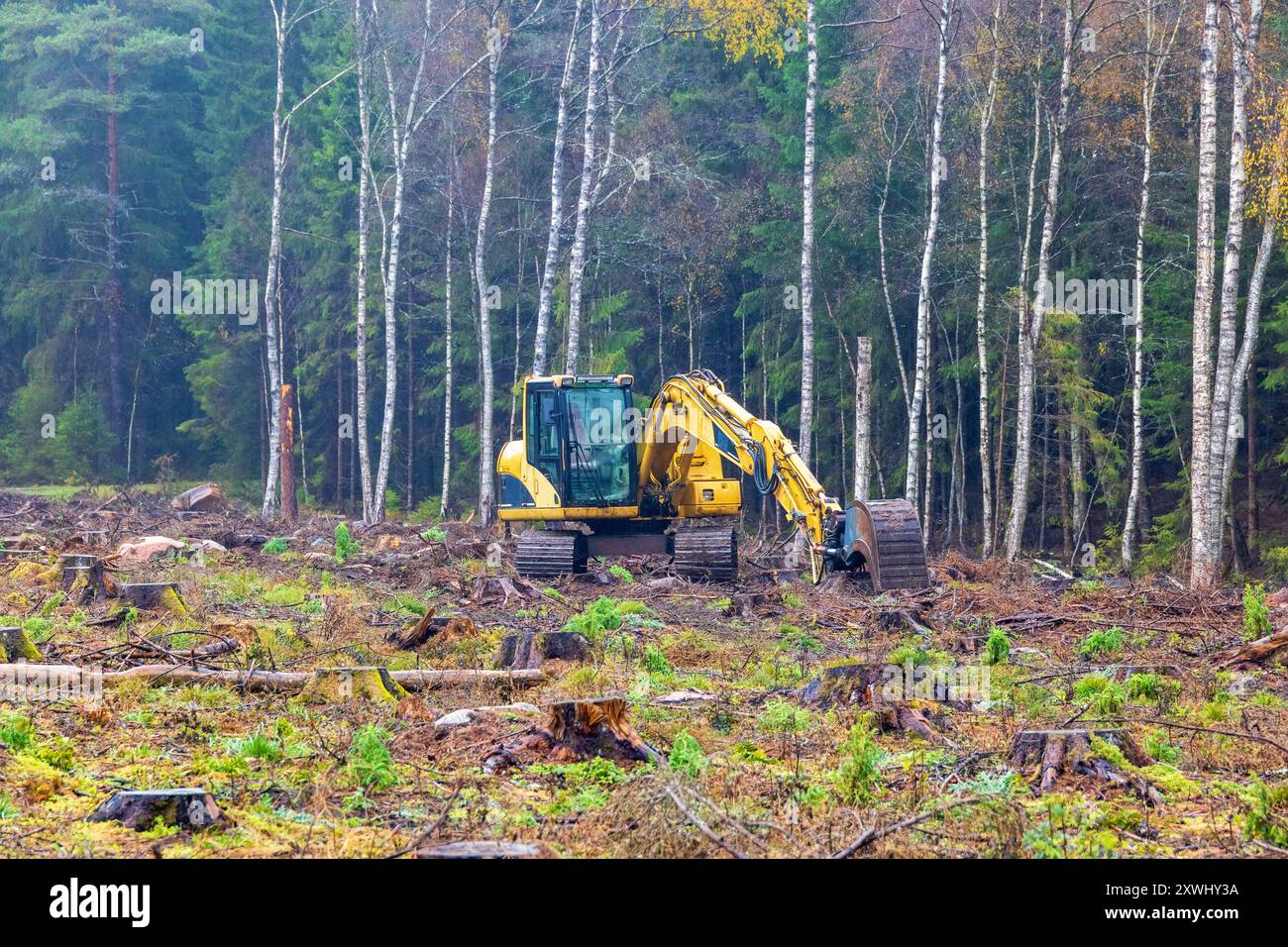 Escavatore su un taglio netto dal bordo della foresta Foto Stock